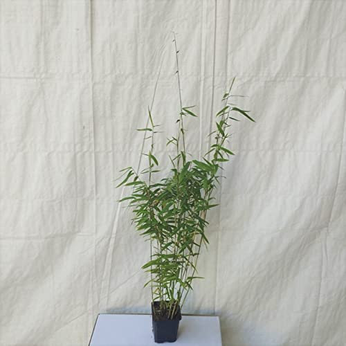 Schwarzer Schirmbambus Black Pearl Fargesia murieliae 'Black Pearl' 35-60 cm