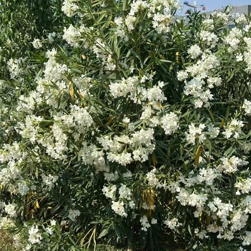 Oleander - samen - Seltene Pflanzen - sträucher winterhart saatgut zimmerpflanzen zierbaum winterhart stauden bäume garden baumsamen blumensamen Oleander gartenpflanzen bonsai baum 25pcs