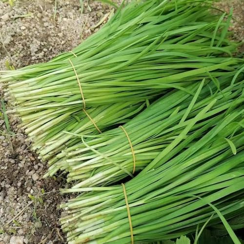 semi di aglio cipollina biologici letto rialzato vecchio 350pcs