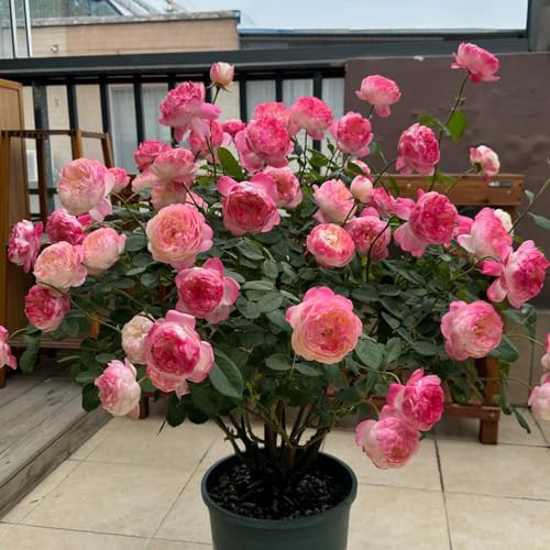 rosal - Rosa chinensis - trepadoras Parterres elevados el jardín jardín de rocas de interior exóticas Decoraciones exteriores resistentes 750semillas