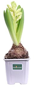 Pianta di Giacinto o Hyacinthus vari colori pianta ornamentale da esterno pianta vera bulbosa da fiore venduta da eGarden.store (Bianco v.7 cm - N.B. Non fiorite. Solo bulbo vitale)