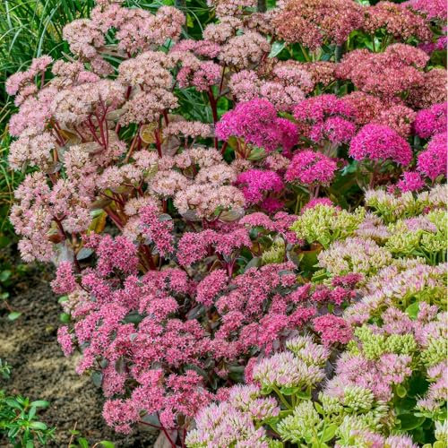 Collection de plantes Sedum, mélange de 5 plantes vivaces, vivaces à racines nues rustiques de Hollande (pas de graines, bulbes et non artificielles). Parfaites comme couvre-sol à l'ombre