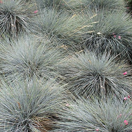 Festuca glauca 'Azul Intenso' Resistente Arbusto Herbáceo Perenne | Maceta de 9cm