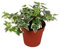 Efeu (Hedera helix), echte Pflanze, als Hängepflanze, Bodendecker oder Zimmerpflanze, pflegeleicht (im 9cm Topf, Sorte: White Wonder, zweifarbig, grün-weiss)
