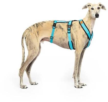 3-Punkt-Gurtsystem, Anti-Ziehen, ideal für Lebreles: Italienischer Windhund, Whippet, Windhund, Podenco - sicher, atmungsaktiv und langlebig beim Gehen, Training und Laufen, Himmelblau, XL