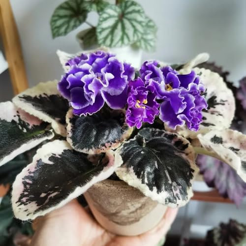 usambaraveilchen pflanzen samen gartenblumen, zimmerpflanzen samen usambaraveilchen samen hochbeet samen, steingartenpflanzen winterhart wiesensaatgut, gartendeko für draußen 400pcs