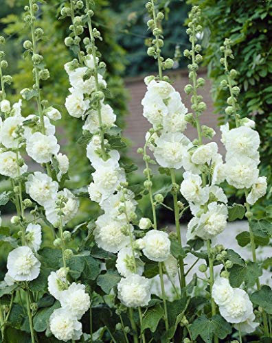 25 Hollyhock Chaters Double White Seeds - White Alcea Rosea - 25 Seeds