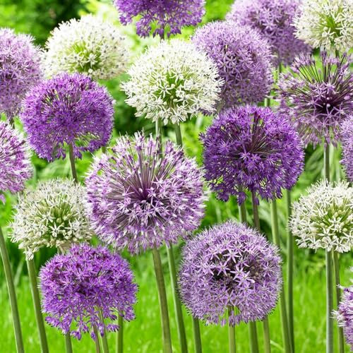 Allium Twin Towers (Packung mit 10 Zwiebeln), Riesen Zierlauch Giganteum, Mehrjährig, Winterharte Duftend Blumenzwiebeln aus Holland für Garten, Topf (große Knollen, kein Samen, nicht künstlich)