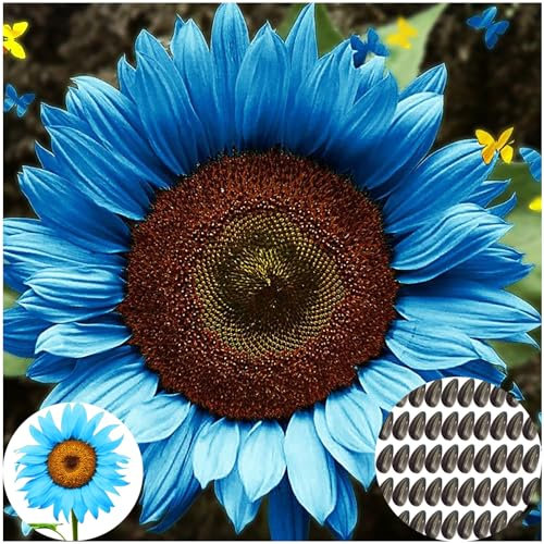 50 Stück Blaue Sonnenblumen Samen - Helianthus annuus - Seltene blaue Blumensamen mit hoher Keimrate - Premium Garten Saatgut für Balkon, Garten & Geschenke (Blau)