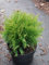 Lebensbaum Zwergiger Kugel-Lebensbaum Thuja occidentalis Danica Containerware 20-25 cm