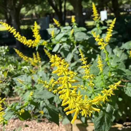 Semi di salvia, prodotti sostenibili Semi di Salvia japonica, da giardino vecchie varietà da balcone 150pcs