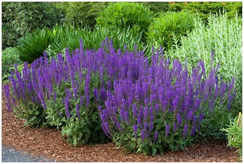 Stauden Gänge 10 x Salvia sylvestris 'Mainacht' Blauer Pracht winterhart | Salbei 'Mainacht' - winterharte Staude & Bienenmagnet für sonnige Beete, mehrjährig, 1 L Topf (11x11 cm)