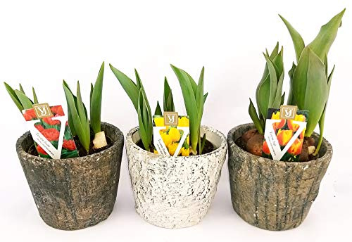 POWERS TO FLOWERS - TRIS TULIPANI IN VASI CERAMICA-PIETRA, pianta vera