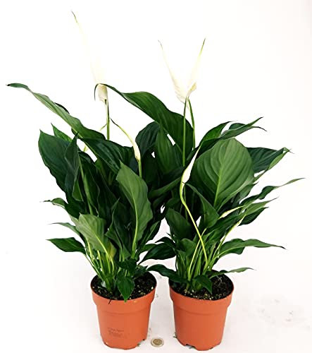 POWERS TO FLOWERS - SPATIFILLO MULTIFLORA IN VASO 13cm, 2 PIANTE, altezza 45/50cm, Piante vere