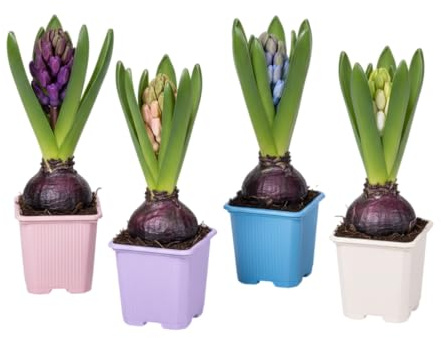 DECOALIVE Pack 4 Jacintos Bulbos Vivos con Flores Perfumeadas y Tonos Intensos Perfectos para Cualquier Espacio