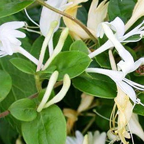 Lonicera Japonica 'Hall's Prolific' - Japanische Geißschlinge 50-60 cm Pflanzcontainer