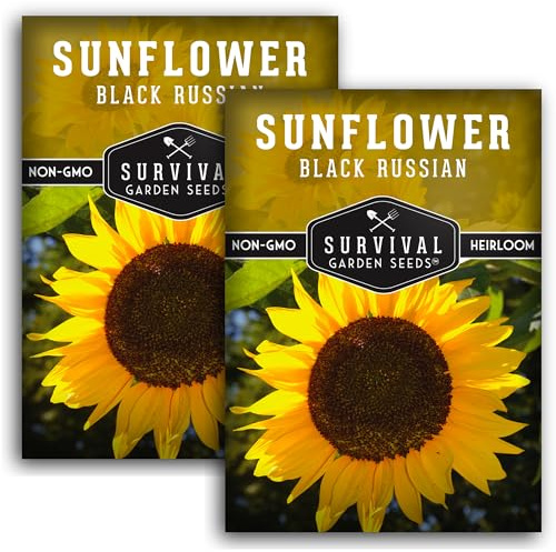 Black Russian Sunflower Seeds for Planting | Classic Tall Variety for Oil or Bird Seed Harvest – Heirloom Non-GMO – Survival Garden Seeds (2 Packs)