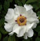 Strauchpfingstrose Weiß - Paeonia suffruticosa
