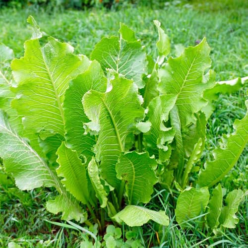 semi di rafano biologici - giardino, tappezzanti perenni esotiche interno 200pcs