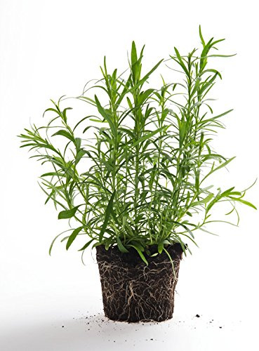 Lot de 50 Graines d' Estragon Aromatique Potager