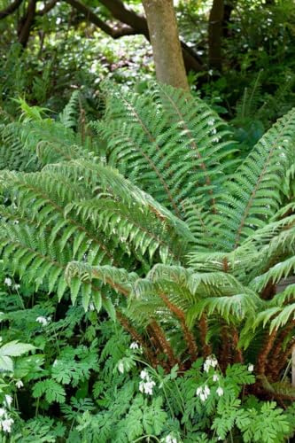 Polystichum polyblepharum ca. 9x9 cm Topf - Japanischer Glanzschildfarn, immergrün, ideal für schattige Standorte, pflegeleicht und winterhart