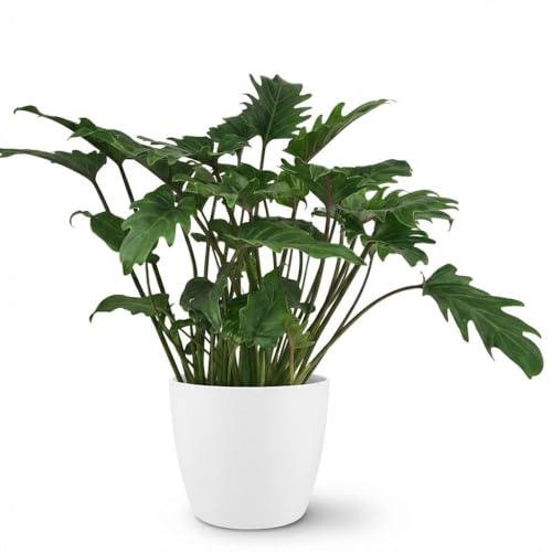 Philodendron Xanadu inomhusväxt 60 cm – grön bladväxt i potter vit ytterkruka Ø 19 cm – djupt skurna blad – lättvårdad, luftrenande för lägenhet, kontor och ljusa hörn