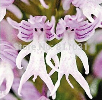 Exotische Pflanzen Orchideen italica Samen - 50PCS Pyramide Affe Orchidee Italiener Man Orchidee