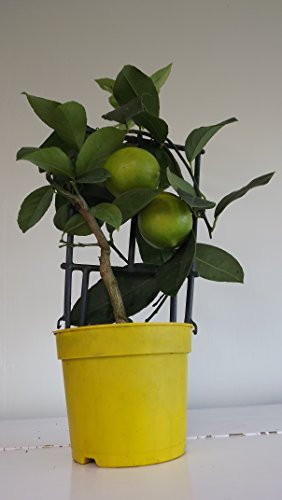 Beautiful Lemon Tree - Brilliant Gift. Adds Colour. Home. Garden. Office. Pure and Fresh. Lemon Fragrance. Lemon Smell. Fruits. Gift Basket idea. Modern Home. Small Fruit Tree. Soft Fruit.