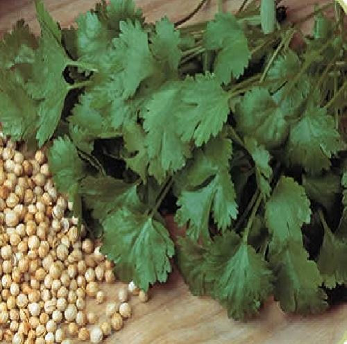Just Seed - Organic Herb Seed - Coriander - Cilantro - 600 Seeds
