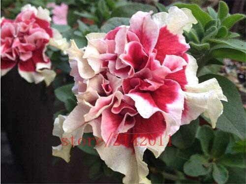 100 pezzi/borsa blu semi di Petunia, Fiori di Petunia, bellissimi semi di Fiori Bonsai, crescita Naturale Petunia Vaso per giardino domestico