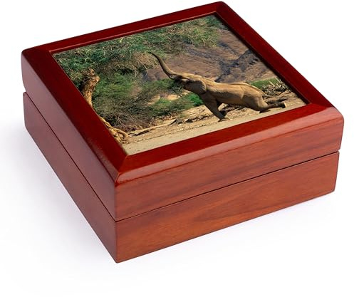 3dRose African Bush Elephant feeding on Ana Tree, Amspoort, Namibia., Jewelry Box jb-207392-1