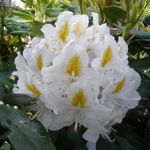 Vivai le Georgiche - Pianta vera di Rhododendron Madame Masson Rododendro - vaso Ø 17 cm - altezza alla vendita 30-40 cm