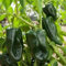 Genipap 20 Semillas Vegetales de Chile Ancho Poblano Verde.