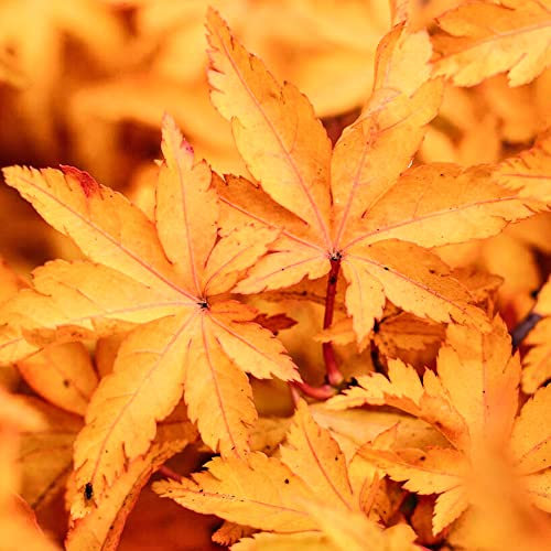 Acer palmatum Shishigashira Plant - Japanese Maple Tree | Garden Trees with Orange Autumn Leaves | Hardy Deciduous Outdoor Garden Shrub Potted | 3L Pot, 40-60cm Incl. Pot