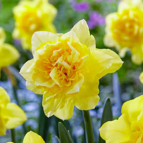 Bulbi di narcisi Dick Wilden (25 pièces), perenni e resistenti, profumata miscela di bulbi di narcisi dall'Olanda per giardino e vaso, (senza semi, non artificiali)
