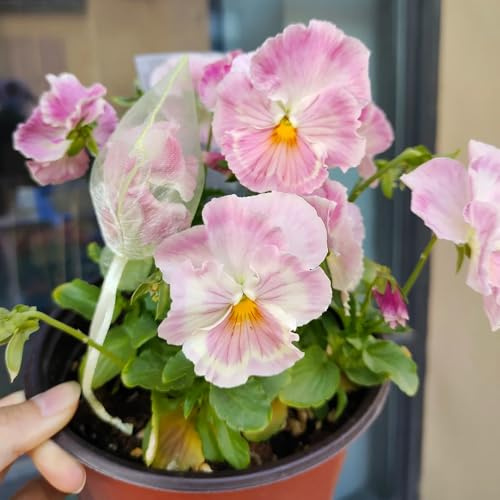 semi biologici di viola del pensiero resistenti all'esterno resistenti di viola del pensiero per aiuole rialzate rare, decorazione 100pcs
