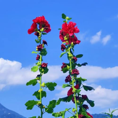 malvarosa - semi di malvarosa ornamentali per luoghi soleggiati arredamento per soggiorno con letto rialzato Decorazioni giardini esterni, 200semi