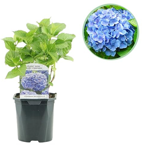 Hortensia - Hydrangea macrophylla Blue - Blomma Blå - 1 planta - Lövfällande - Låg skötsel - 30cm - Ø18cm - Trädgårdsväxt