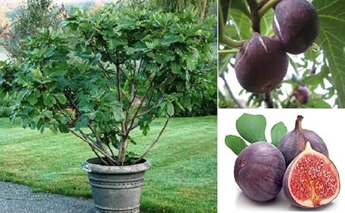 Purple Fig | 30+ Seeds | Fig Seeds for Planting | Sweet Taste