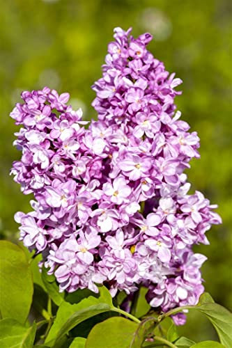 Syringa vulgaris 'Andenken an Ludwig Späth' 60–80 cm – Winterhart, Mehrjährig, Pflegeleicht – Flieder – Heckenpflanze für Garten & Sichtschutz