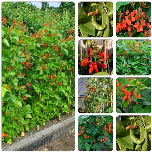 frijol escarlata - semillas de frijol cocina de jardín invierno semillas balcón trepadora 60pcs