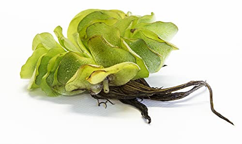 Mühlan Aquatic Plants 1 pcs Salvina natans for pond, floating plant against algae