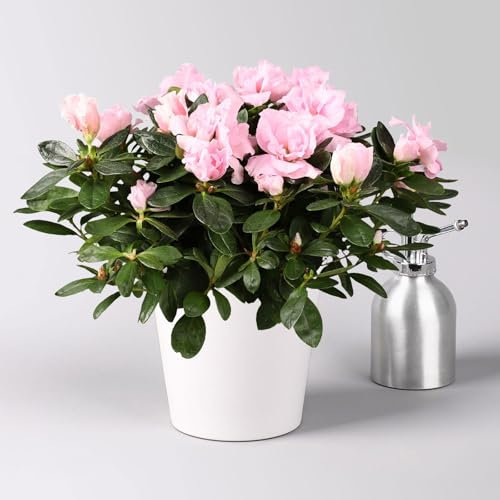 Azalee rosa gefüllt in Keramiktopf Dallas weiß, Topf-Ø 12 cm