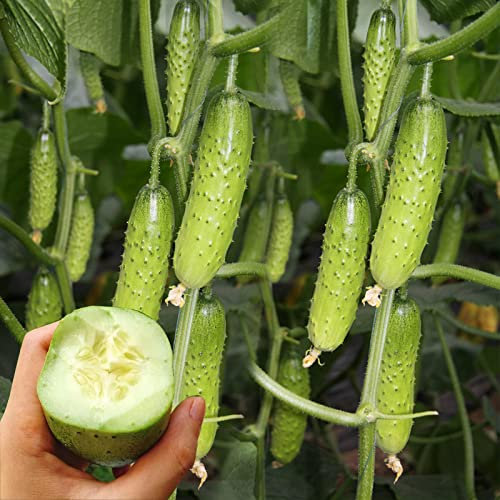 NO-GMO 25 Samen, Japanische Mini Gurke Gemüse Obst Samen Braucht keine Schälung Erboom Samen