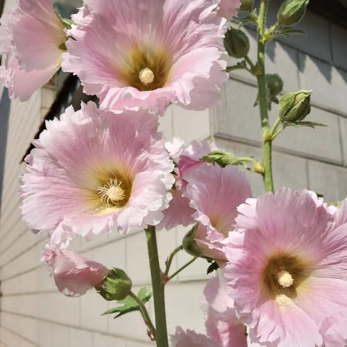 Semi di malvarosa, Alcea rosea, semi di campo Semi di malvarosa, Le da giardino sono per luoghi soleggiati 100pcs