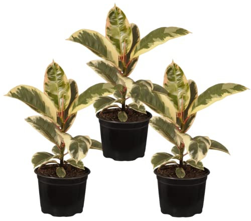 Ficus Variegata Pack 3 Plantas de Ficus Tineke Árboles de Interior y Exterior