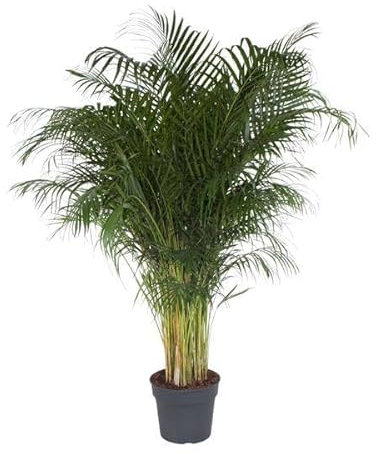 Goldfruchtpalme – Dypsis Lutescens – Areca-Palme – Zimmerpflanze – 200 cm hoch – Ø34 cm Topf – Tropisches Grün für Wohnzimmer & Büro – Luftreinigend & pflegeleicht