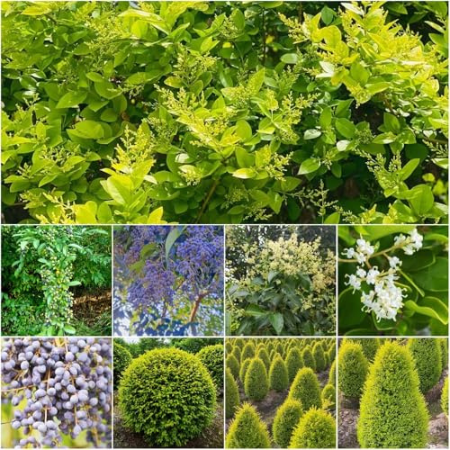 Seto de aligustre resistente - semillas de seto aligustre exóticas resistentes arbustos hoja perenne resistentes semillas techo verde Balcón 250pcs
