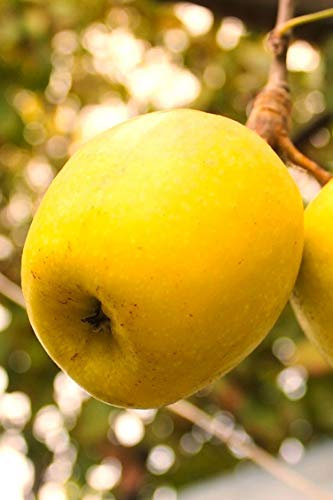 pianta di Melo albero di melo varietà Limoncella Età 2 anni pianta in vaso di mela pianta già innestata pianta vera di mela venduta da eGarden.store