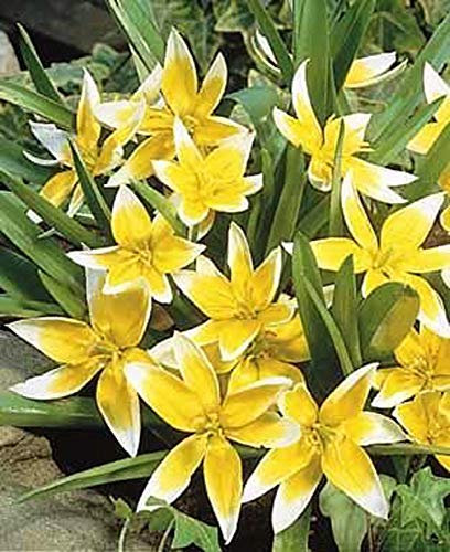 Portal Cool Autunno Bulbi Tulipa tarda Dasystemon - Confezione da 10 botanico Lampadine del tulipano (Nano)